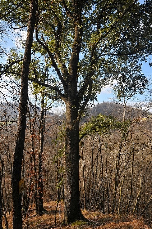 Quercus crenata 2017-01-02 3.JPG