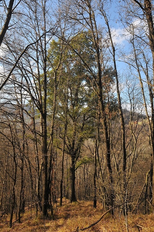 Quercus crenata 2017-01-02 2.JPG