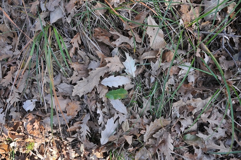 Quercus crenata 2017-01-02 6.JPG