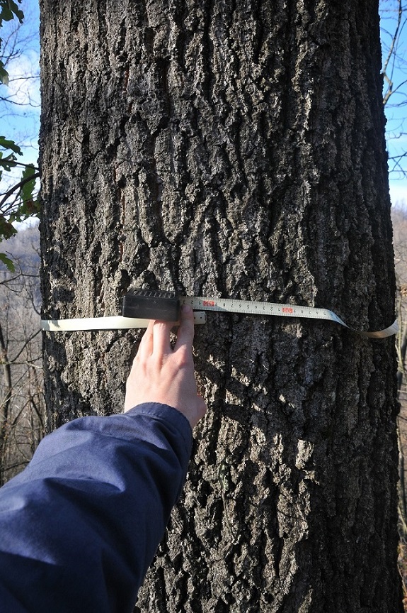 Quercus crenata 2017-01-02 5.JPG