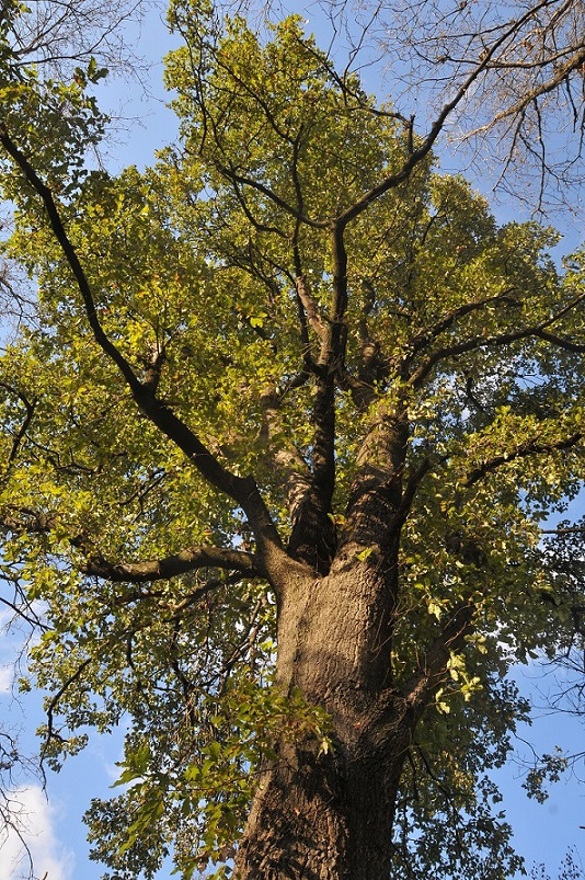 Quercus crenata 2017-01-02 4.JPG