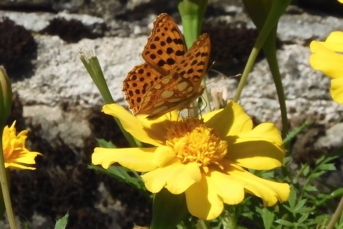 FAR Issoria lathonia su Tagetes 220826-53 (4)_01.JPG