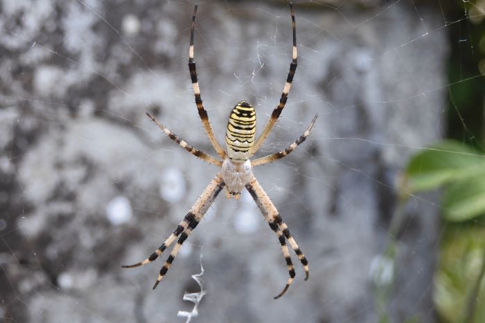 Ragno Argiope bruennichi 220804-45 (6)-c.JPG