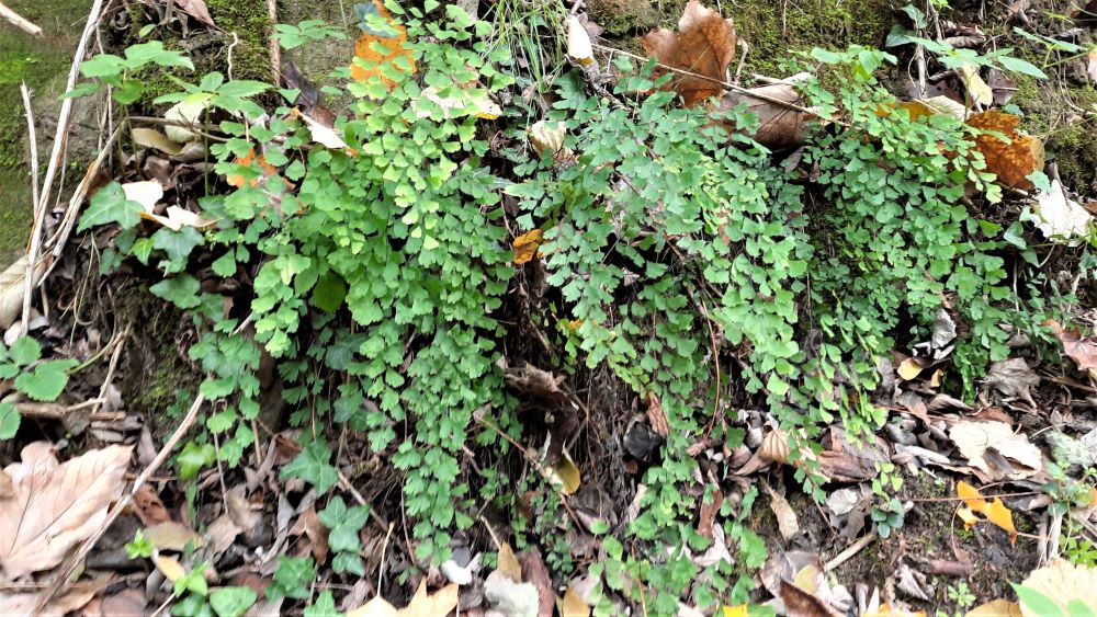 Adiantum capillus-veneris 221119_C01 (2) - Copia.jpg