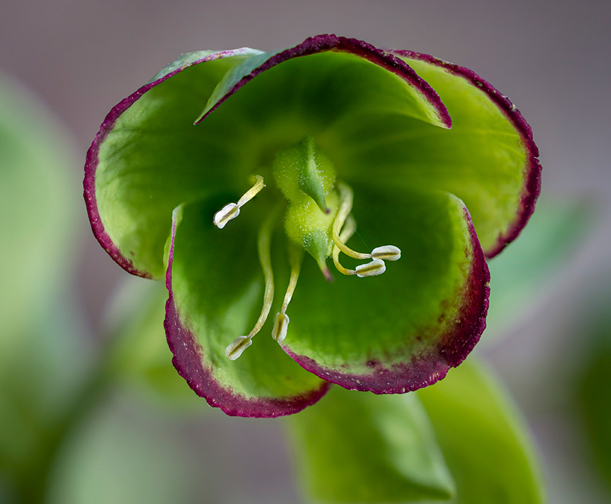 Helleborus foetidus.jpg