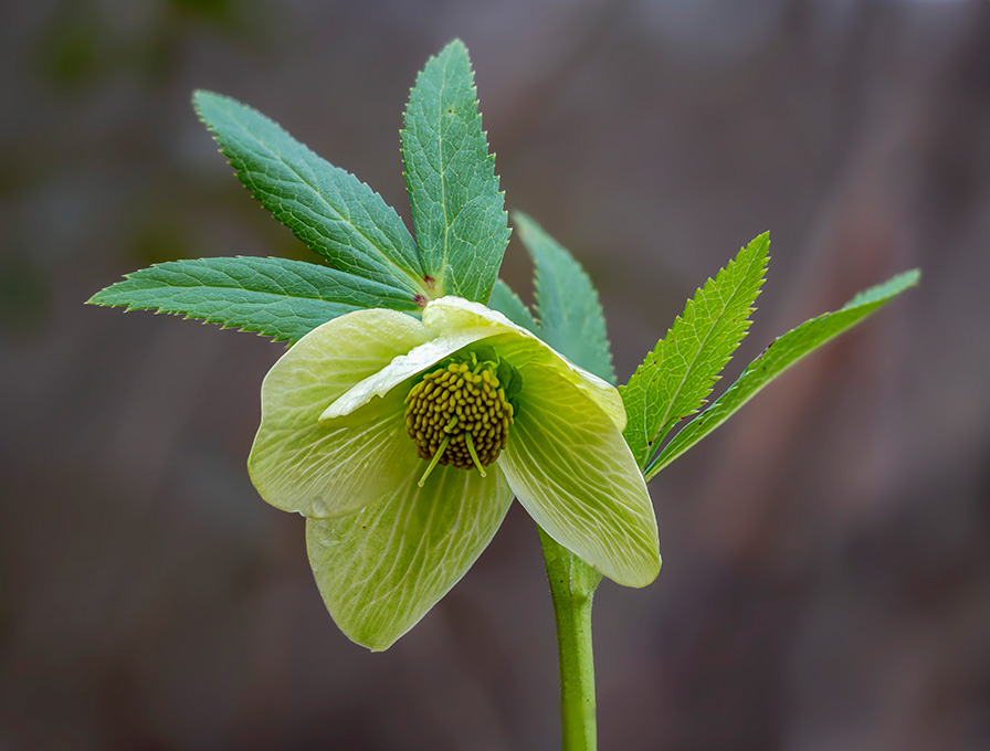 Helleborus viridis 1.jpg