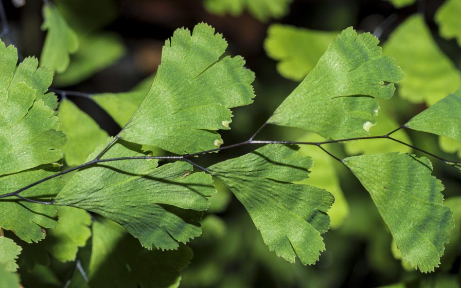 Adiantum capillus veneris 3.jpg