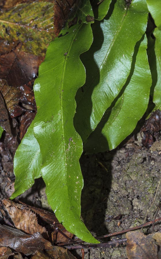 Asplenium scolopendrium 2.jpg