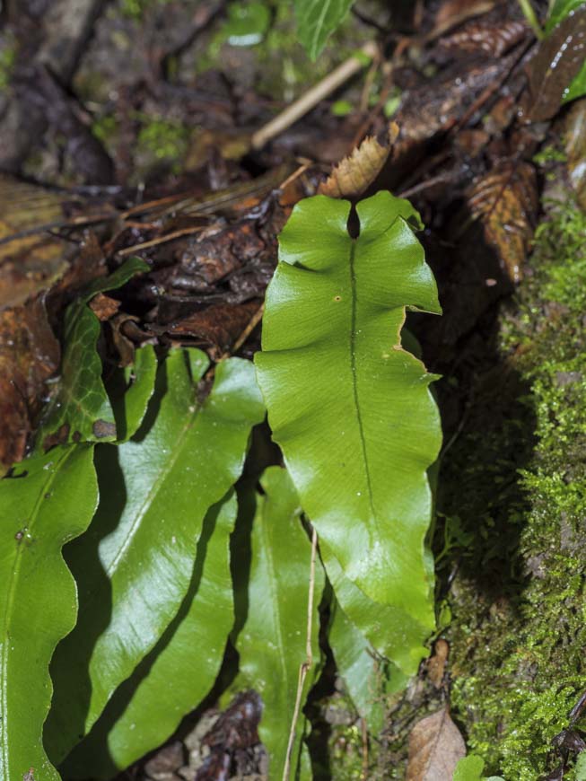 Asplenium scolopendrium 1.jpg