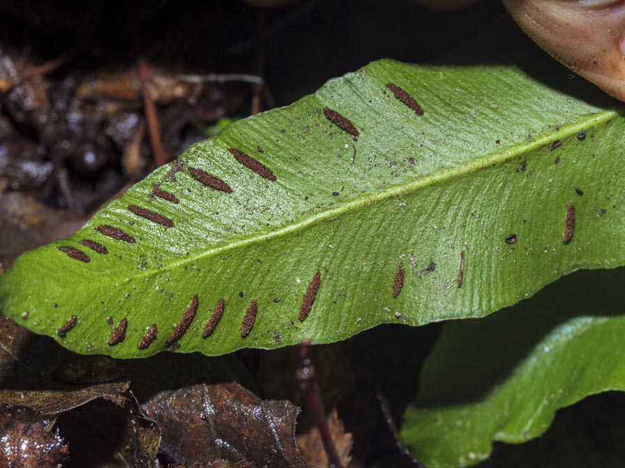 Asplenium scolopendrium 3.jpg