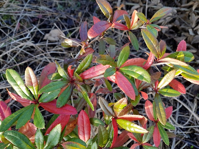 Berberis julianae 2022-11-20.jpg