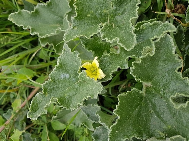 Cocomero asinino fiore 2022-10-10.jpg