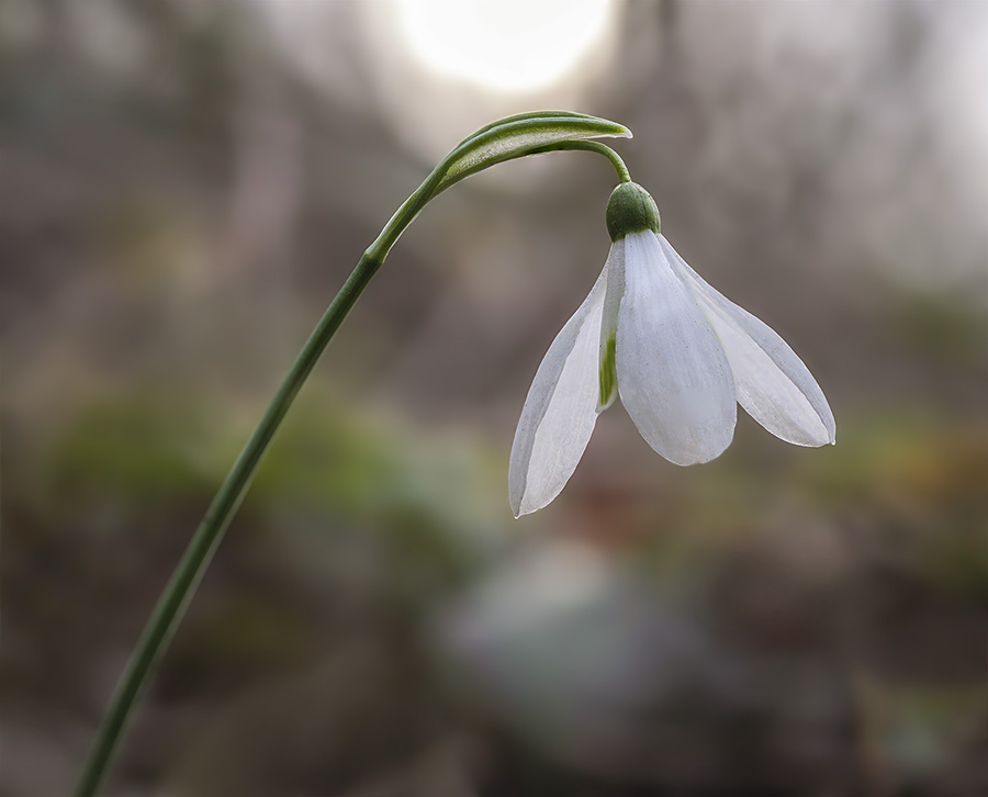 Galanthus nivalis.jpg