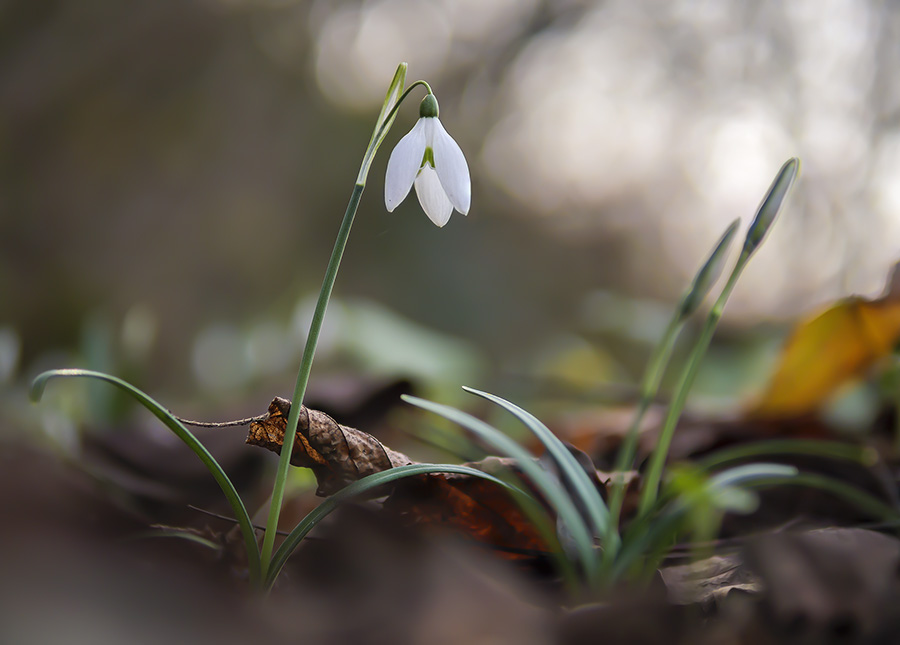 Galanthus nivalis 2.jpg