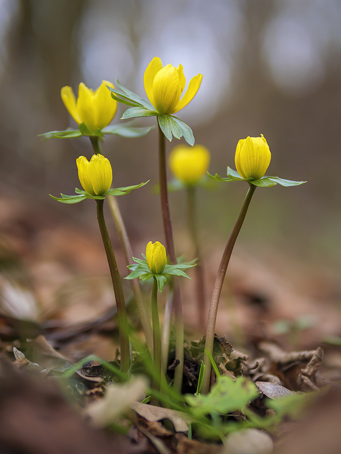 Eranthis hyemalis 2.jpg