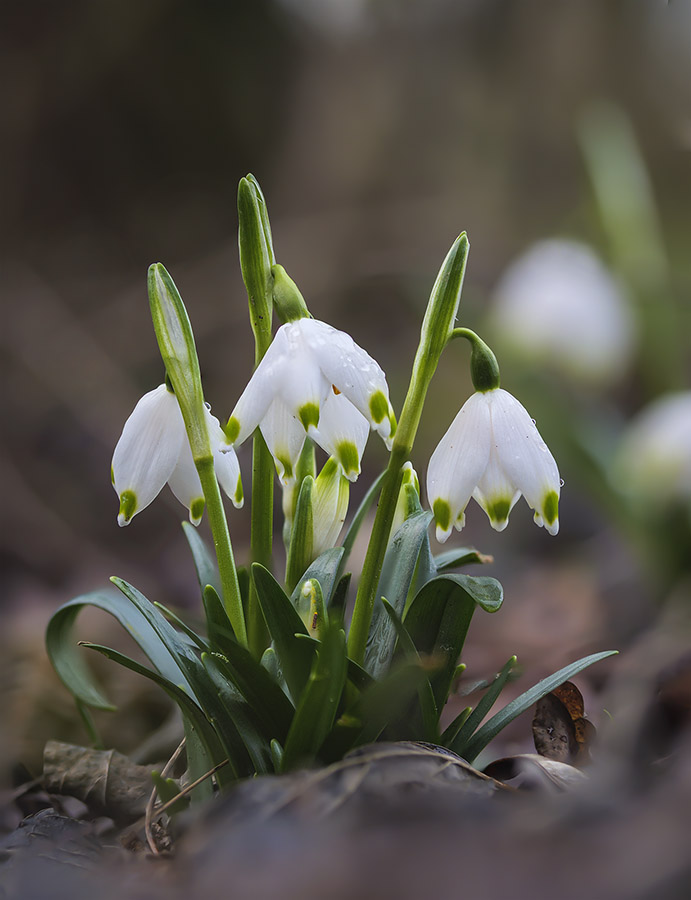 Leucojum vernum 2.jpg