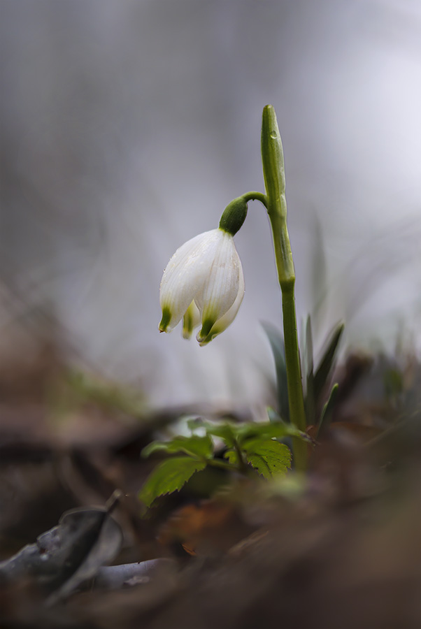 Leucojum vernum 1.jpg