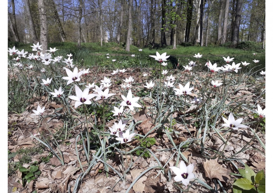 tulipa2.jpg