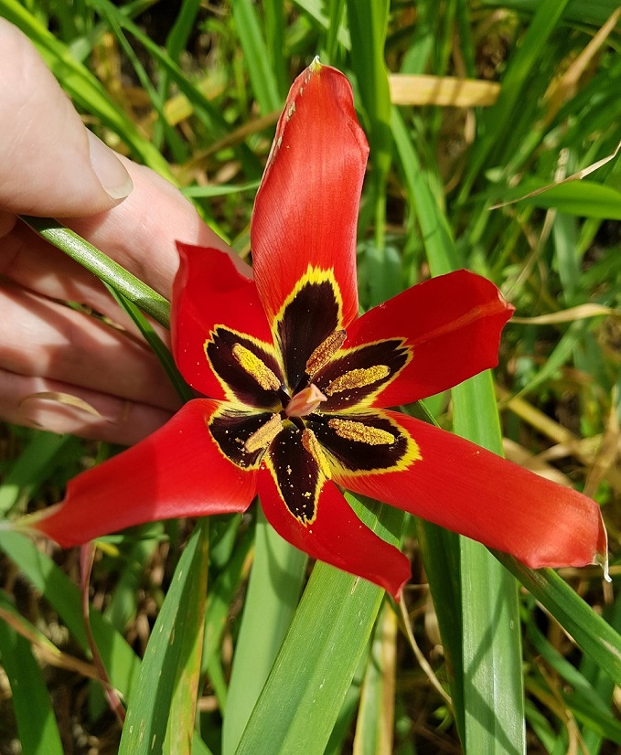 Tulipano rosso 1.jpg