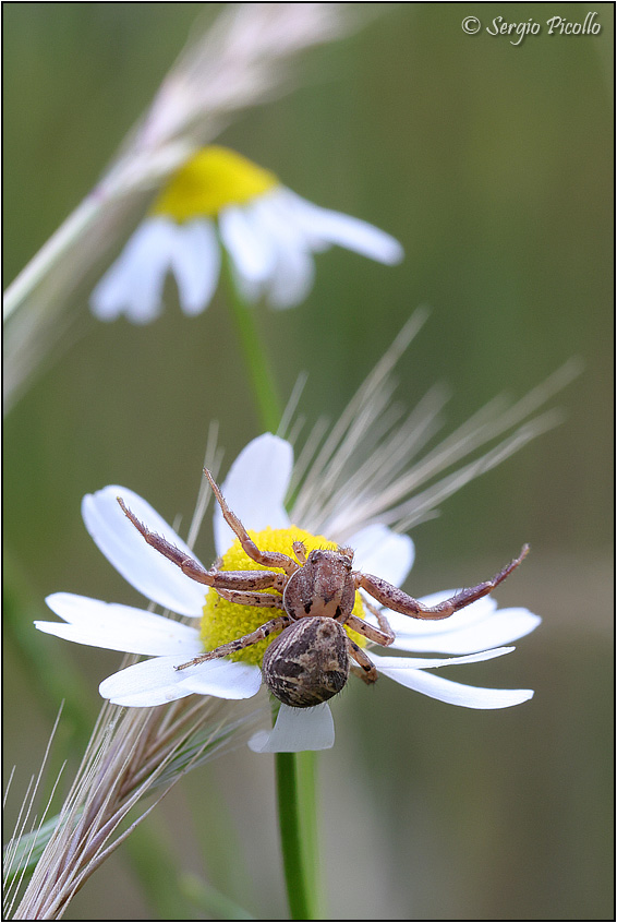 Thomisidae-sp-20230523-004-DPPWf.jpg