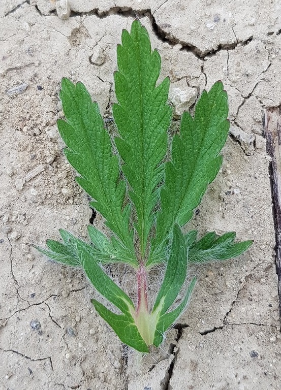 Potentilla 20230524_160019.jpg