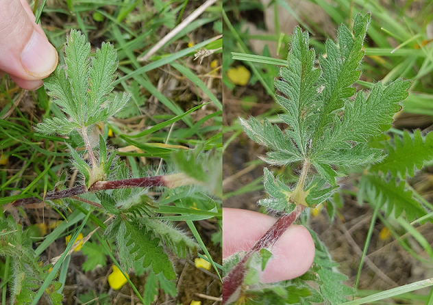 Potentilla foglie.png