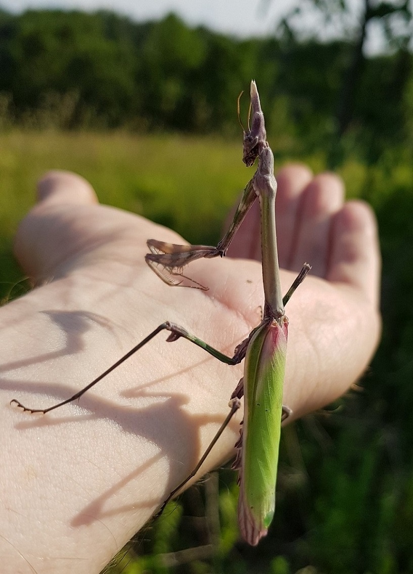 Empusa pennata 2023-05-27.jpg