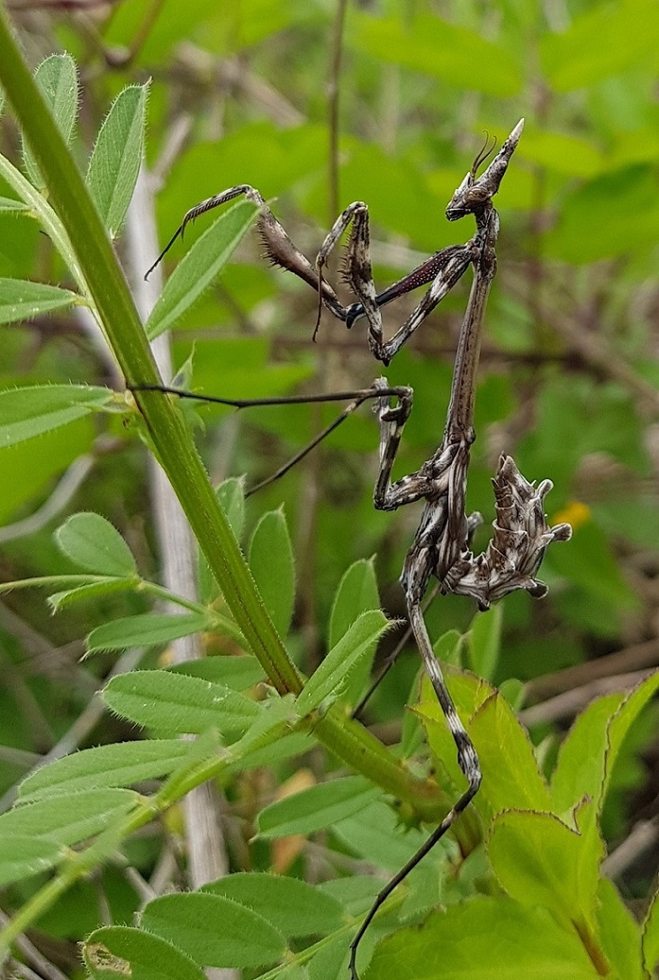 Empusa pennata 2023-04-30.jpg