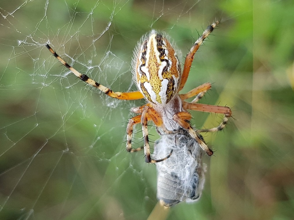 Aculepeira armida  1 2023-06-22.jpg