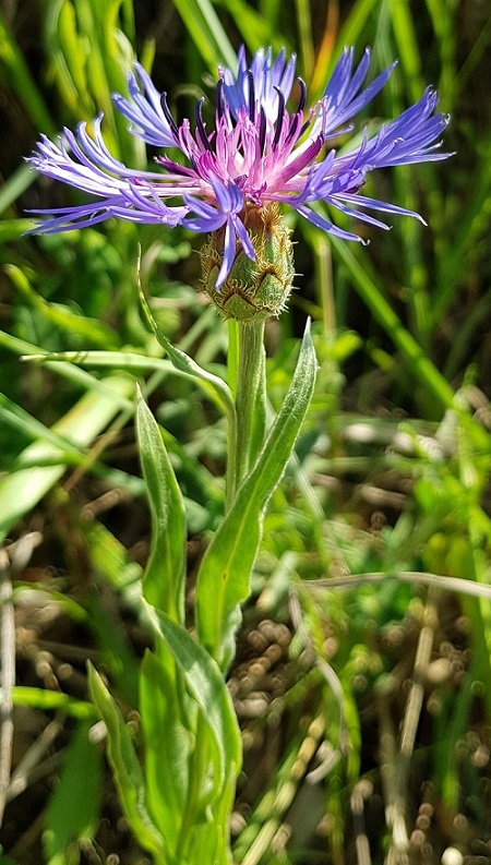 Centaurea triumfettii di lato 2023-06-19.jpg