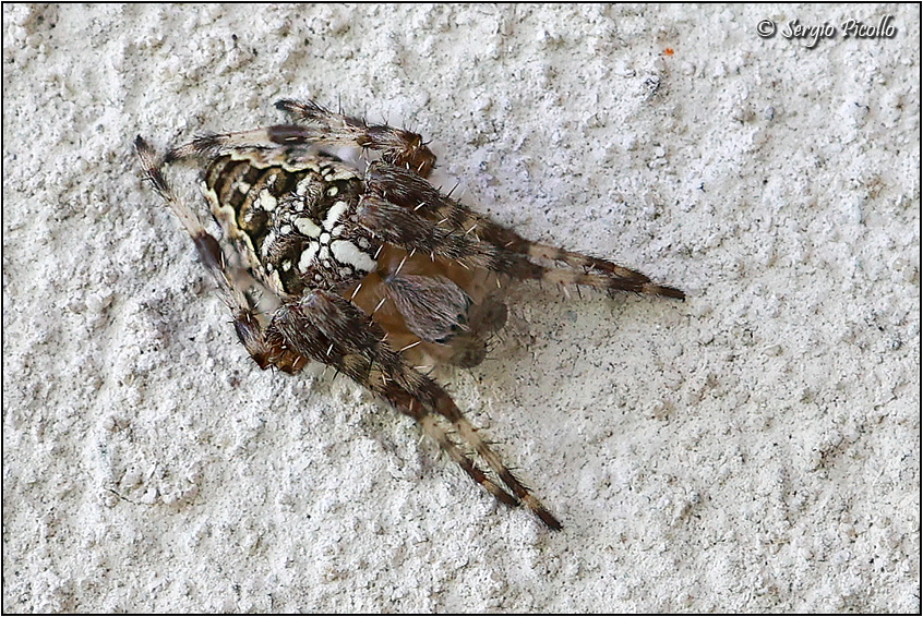 Araneus-sp-20230723-002-JMOGf.jpg