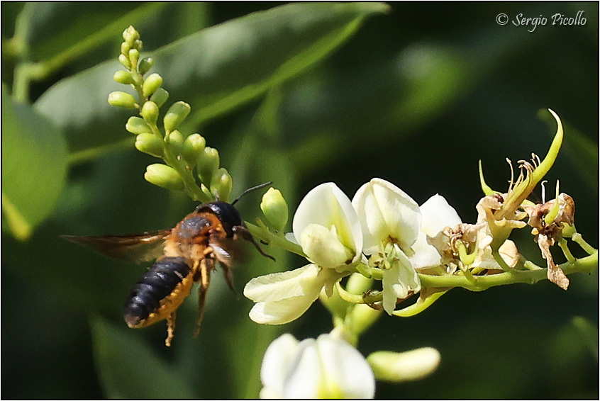 Megachile-sculpturalis-20230723-018-JOGf.jpg