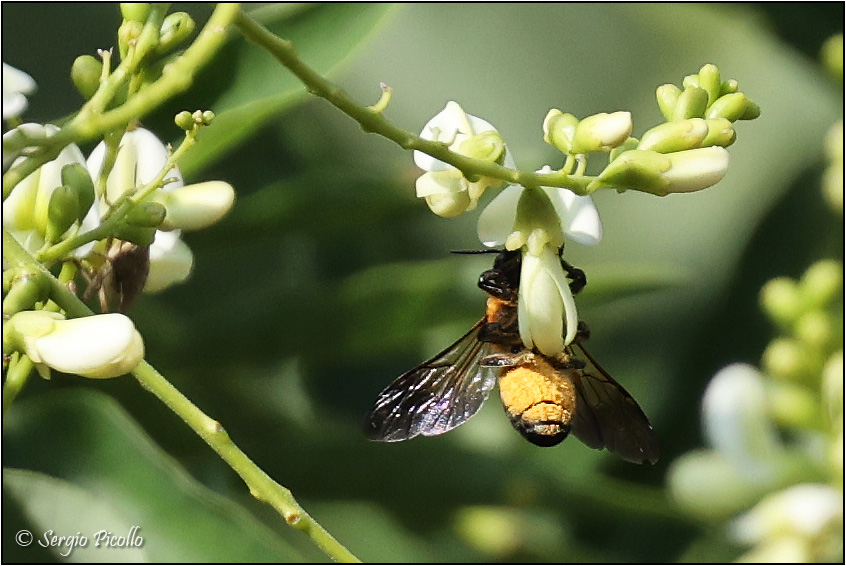 Megachile-sculpturalis-20230723-002-JOGf.jpg