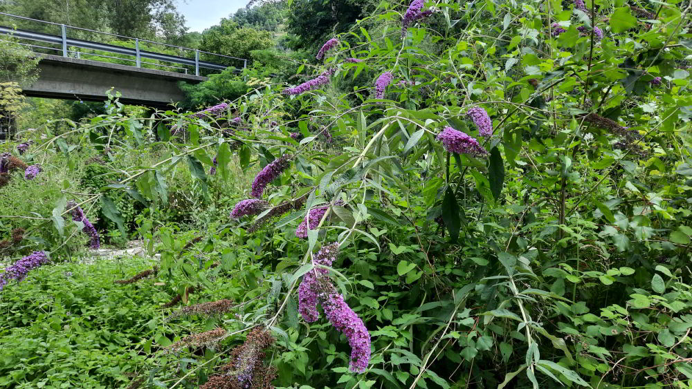 Buddleja davidii 230728_C12 (3)_01.JPG