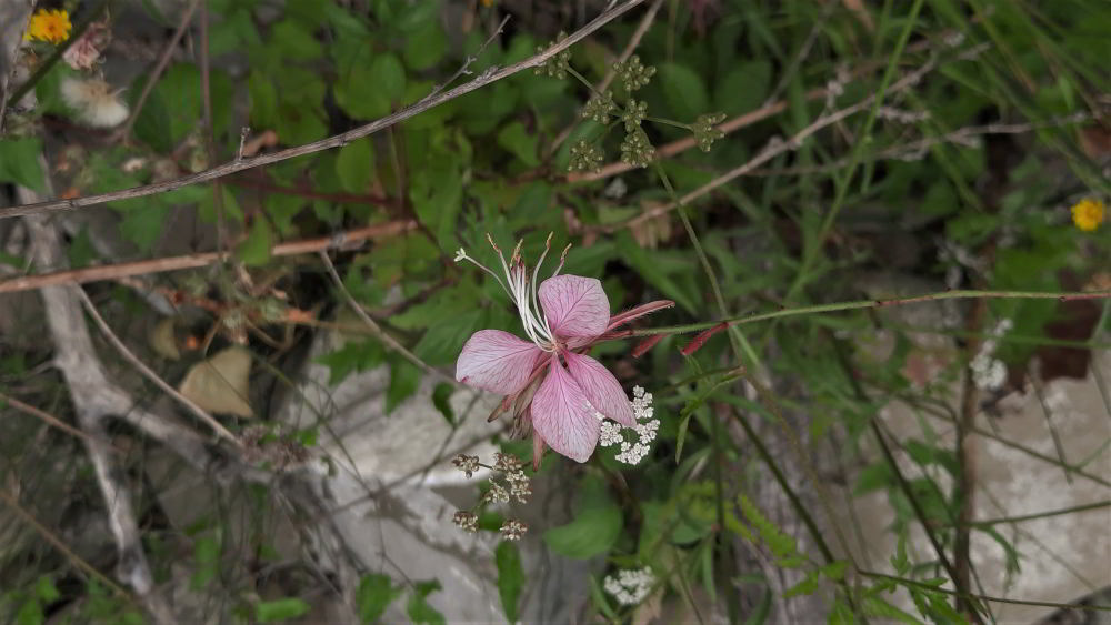 Oenothera lindheimeri 230728_C38 (2)_01.JPG