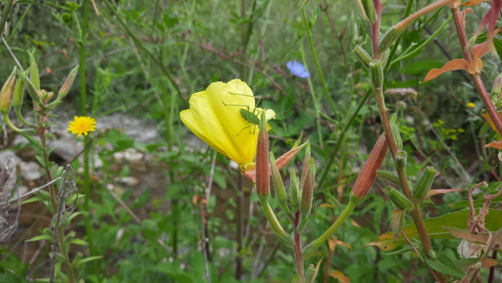 Oenothera glazioviana 230728-C51 (3)_01.JPG