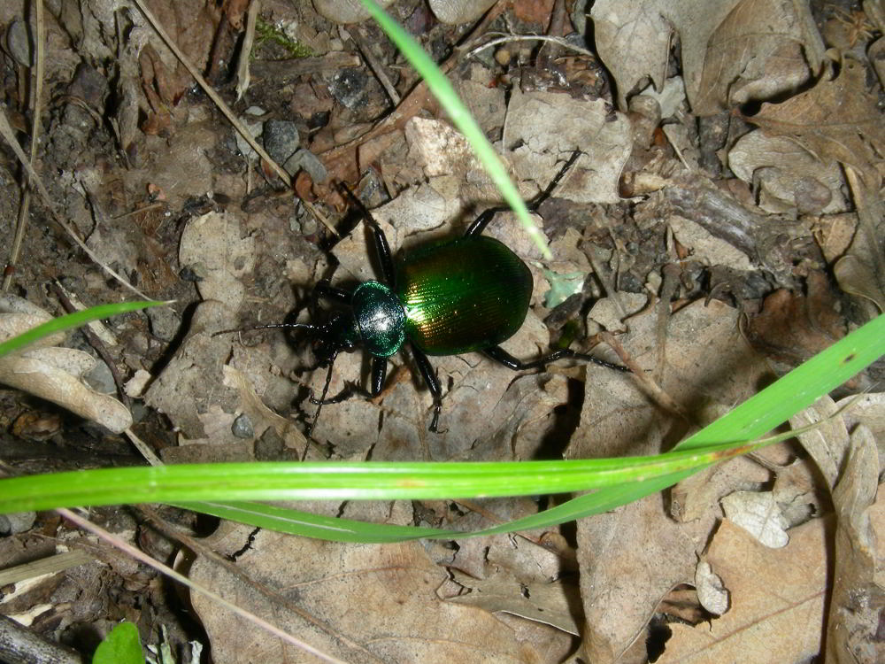 Calosoma sycophantha 230704-90 (2)_01.JPG