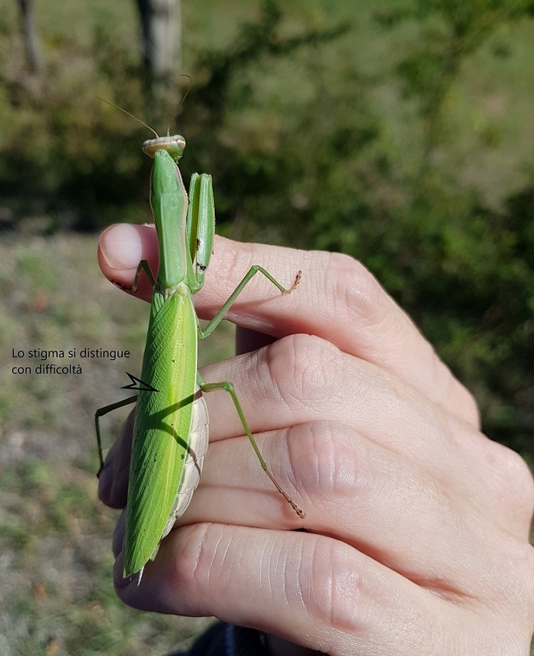 Mantis religiosa 1.jpg