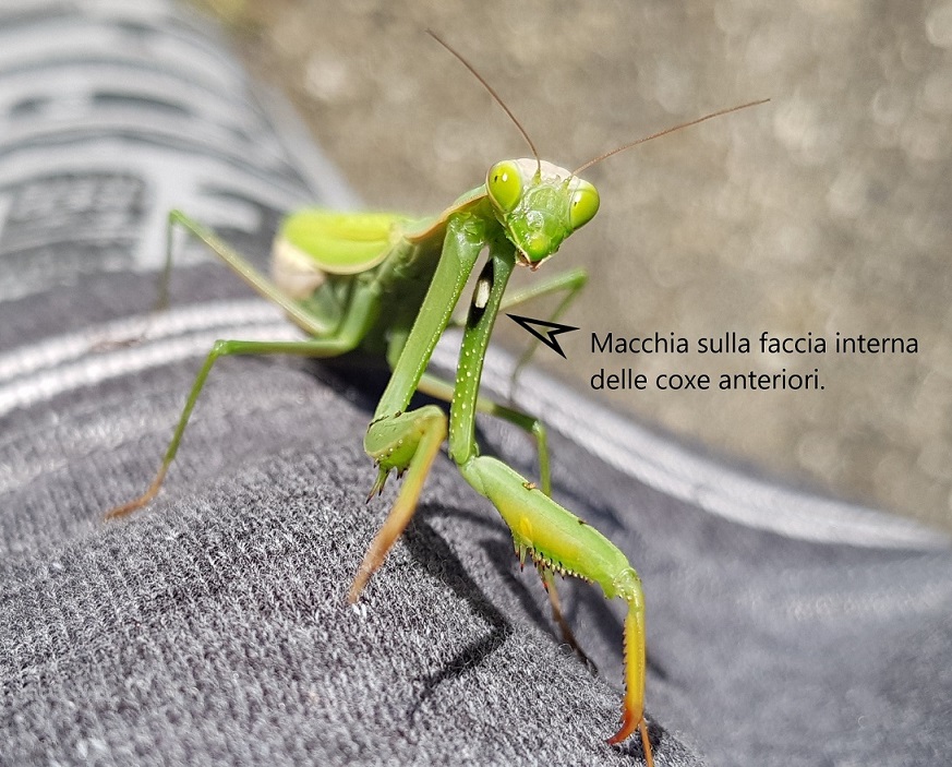 Mantis religiosa 3.jpg