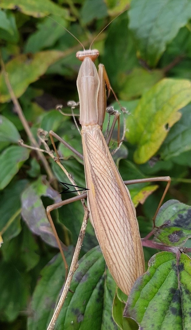 Mantis religiosa 2.jpg