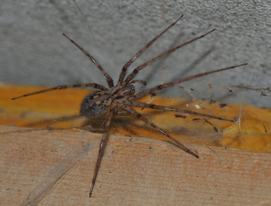 Tegenaria parietina femmina 2.JPG