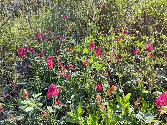 Sulla coronaria 2.jpg