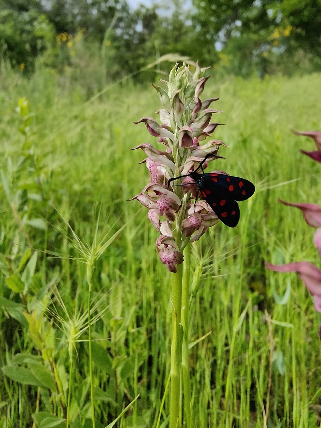 Anacamptis coriophora 2.jpg