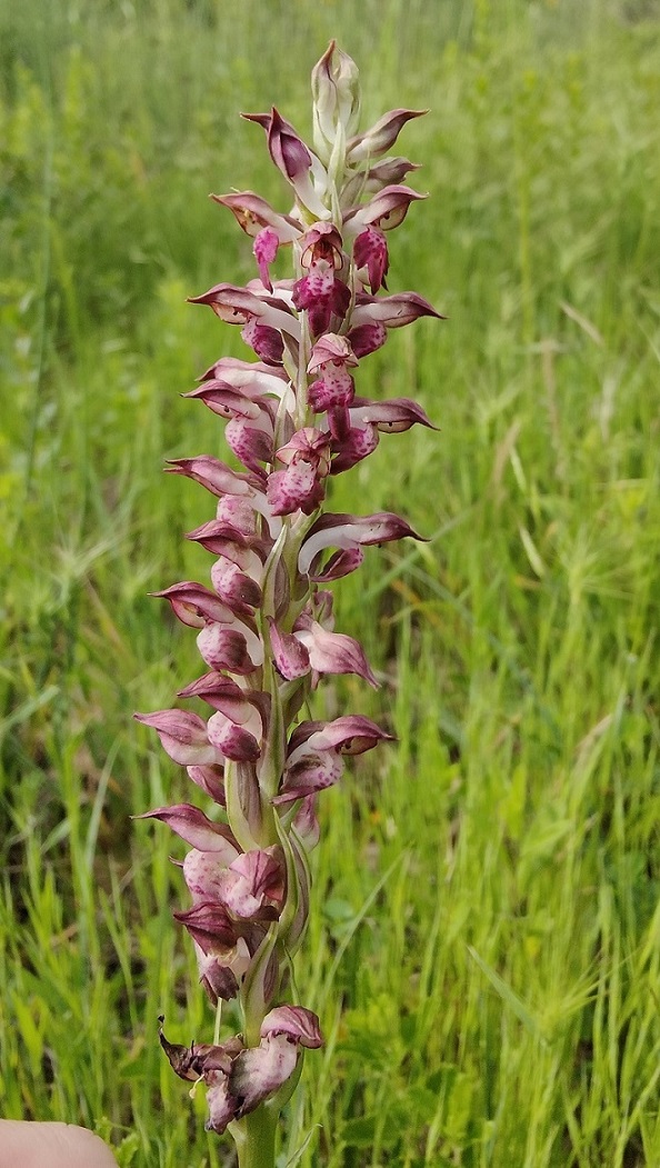 Anacamptis coriophora 1.jpg
