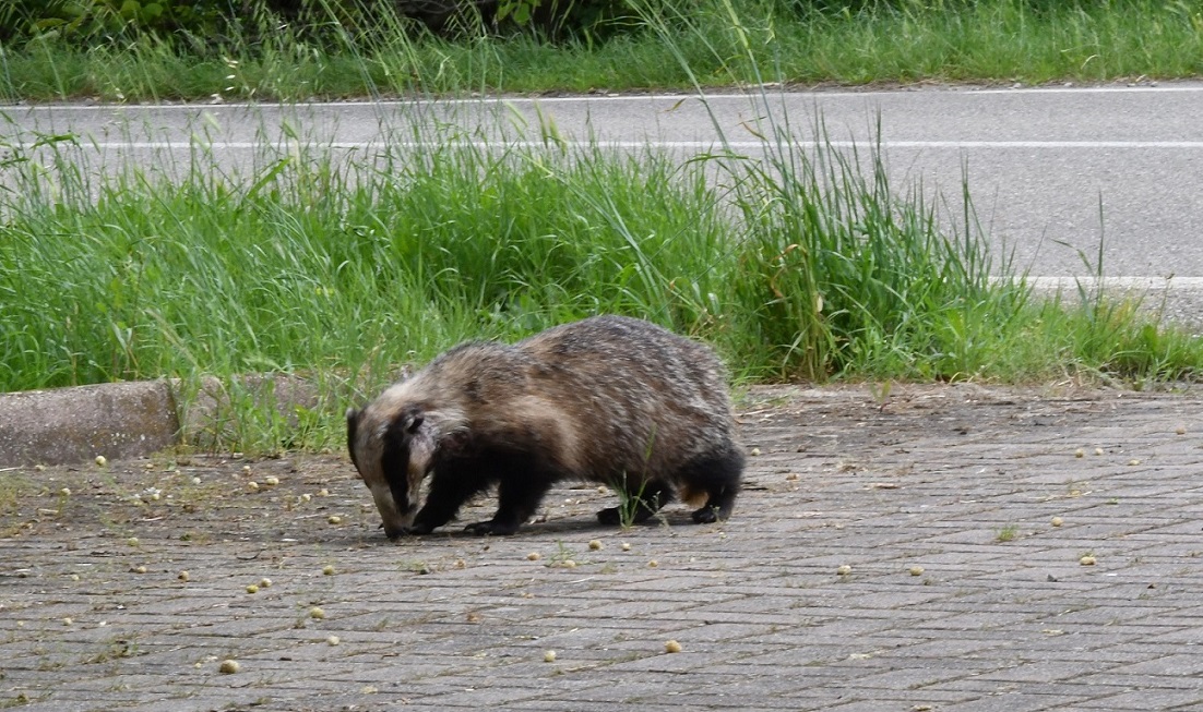 Tasso 3.jpg