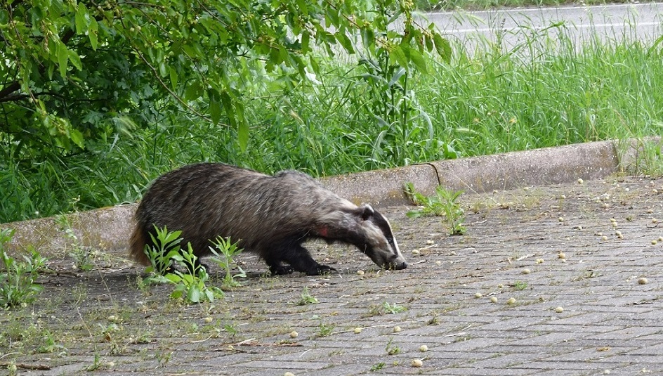Tasso 2.jpg
