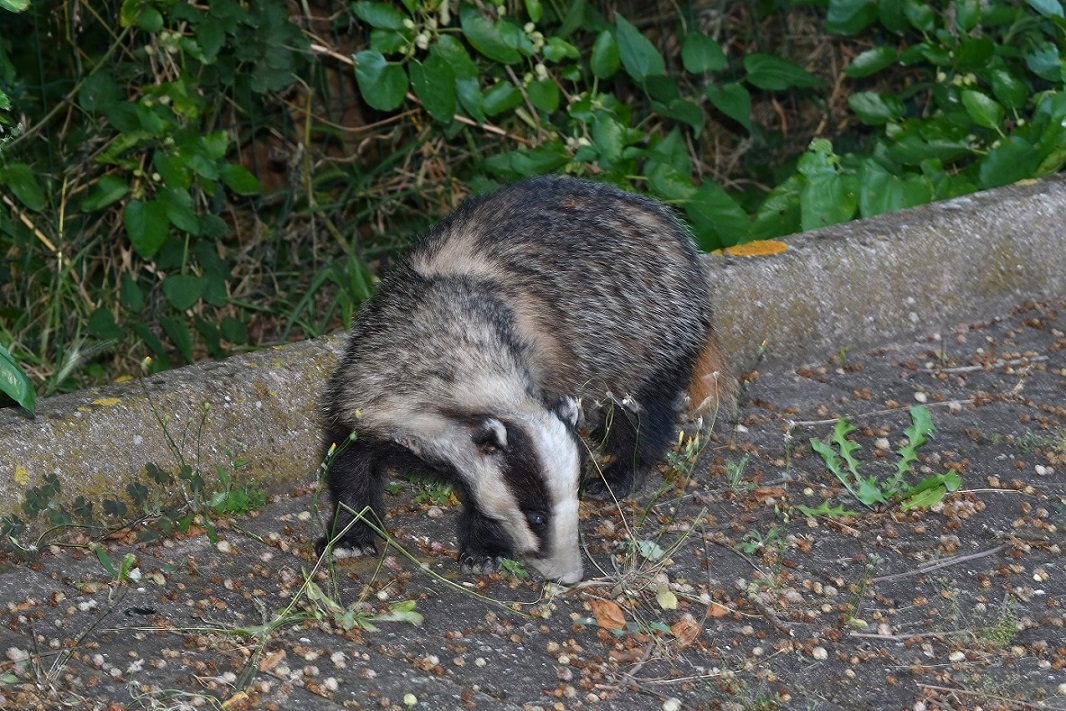 tasso 6.JPG