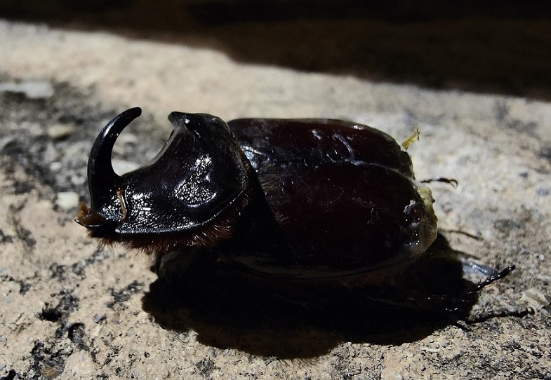 Oryctes nasicornis.jpg