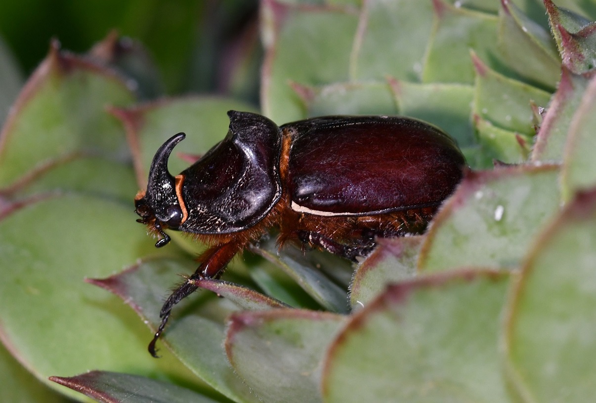 Oryctes nasicornis 2.JPG