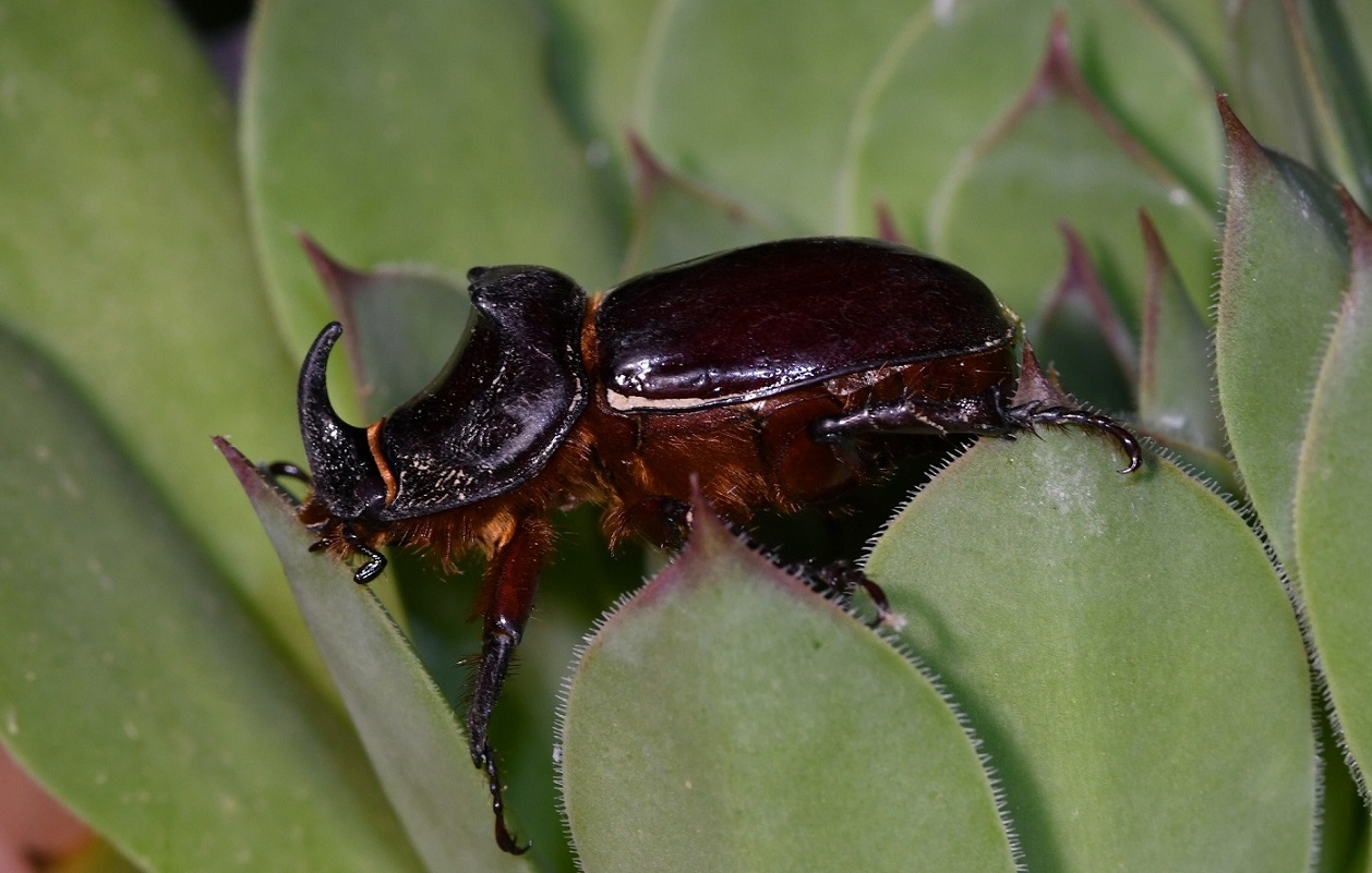 Oryctes nasicornis 1.JPG